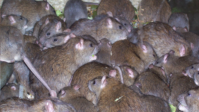 Photo of OMG! क्या आपने देखा है चूहों का इतना बड़ा उपद्रव