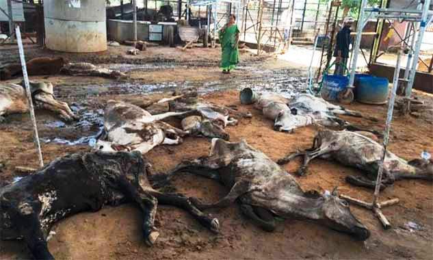 Photo of भाजपा नेता की गौशाला में हुई 200 से ज्यादा गाय की मौत, संचालक गिरफ्तार
