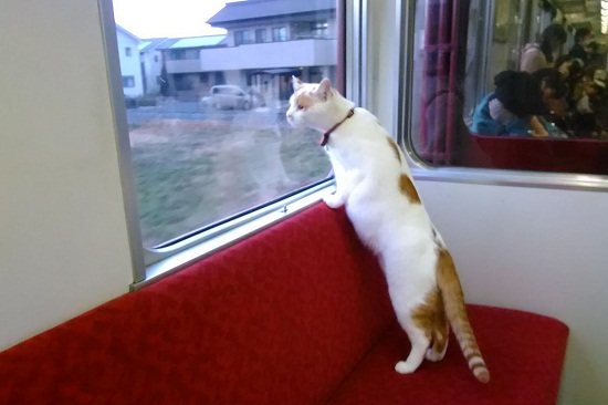 Photo of जापान में बिल्लियों के लिए चलती है स्पेशल ट्रेन