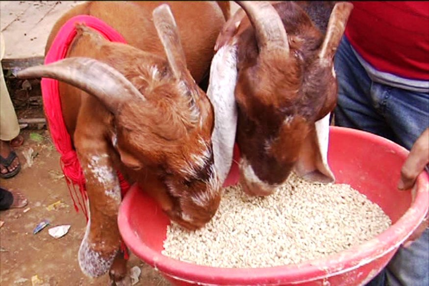 Photo of अबकी इस बकरीद पर शाहरुख और सलमान की दी जाएगी कुर्बानी