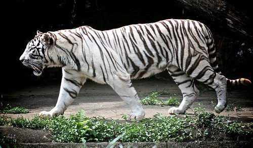 Photo of बैंगलुरु में सफेद बाघ ने खाना देने गए केयर टेकर को बना डाला अपना निवाला