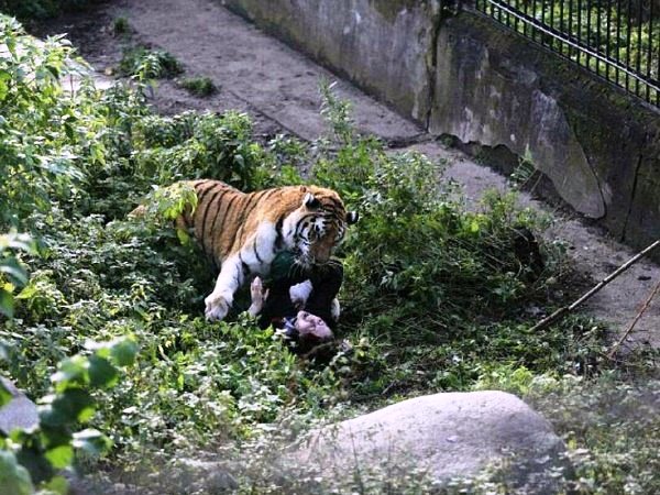 साइबेरियाई टाइगर, दुनिया, बाघ, लड़की