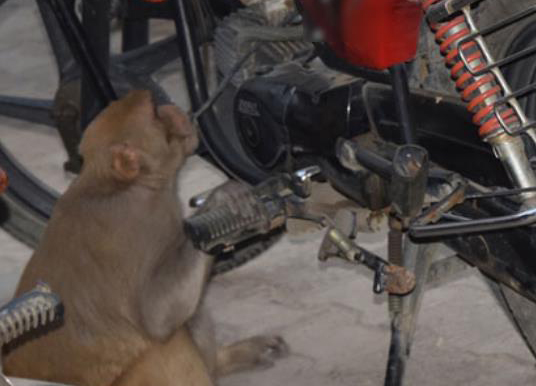 Photo of गाड़ियों का पाइप काटकर पेट्रोल पी जाता है ये बंदर, लोग परेशान