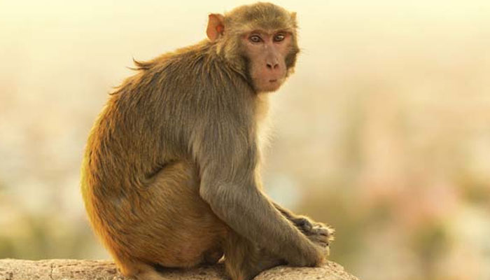 Photo of बंदर ने छीना व्यापारी से रुपयों का बैग, छत से नीचे फेंकता रहा नोट