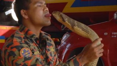 Photo of जहरीले सांपों को किस करने को मशहूर हुसैन की कोबरा के डसने से मौत