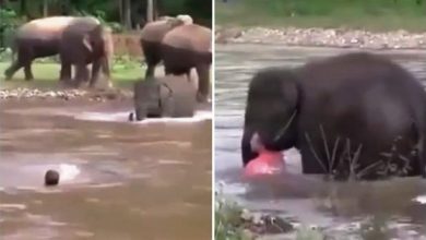 Photo of नदी के तेज बहाव में डूब रहा था शख्‍स, हाथी ने बचाई जान