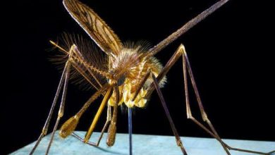 Photo of चीन ने खोजा दुनिया का सबसे बड़ा और डरावना मच्‍छर, जो नहीं चूसता खून