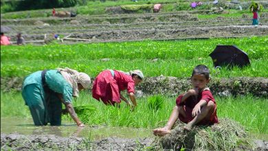 Photo of उत्तराखंड में मोटे अनाज की खेती करने वाले किसानों के लौट रहे अच्छे दिन