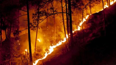 Photo of पिछले पांच वर्षों में इस बार जंगलों में आग ने बरपाया सबसे ज़्यादा कहर