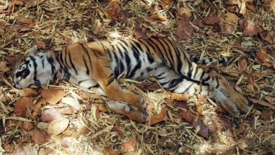 Photo of नहीं थम रहा उत्तराखंड के जंगलों में बाघों की मौत की सिलसिला