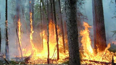 Photo of जंगलों में लग रही आग पर नैनीताल हार्इकोर्ट ने उत्तराखंड सरकार से मांगा जवाब