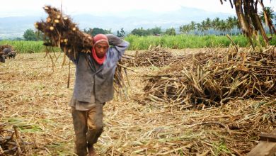 Photo of खुशखबरी : उत्तराखंड सरकार ने किसानों का बकाया गन्ना मूल्य भुगतान करने का लिया फैसला
