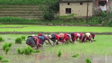 Photo of खुशखबरी : धान की खेती करने वाले 50 हज़ार किसानों का कृषि बीमा कराएगी उत्तराखंड सरकार