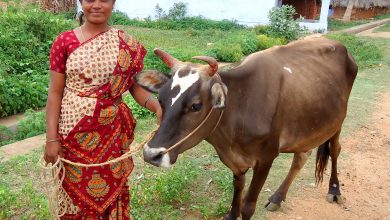 Photo of खुशखबरी : पशुपालन और पशु चिकित्सा क्षेत्र में उत्तराखंड सरकार देगी महिलाओं को नौकरी