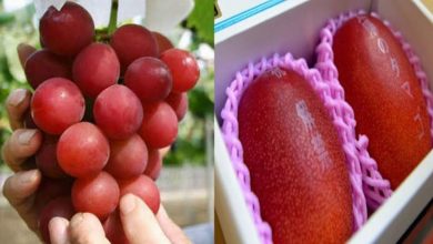 Photo of OMG : ये हैं दुनिया के सबसे महंगे फल, इनकी कीमत जानकर आप रख देंगे तिजोरी में