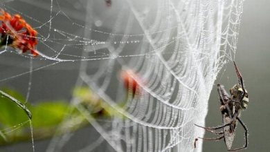 Photo of City of Spiders : इस शहर पर मकड़ियों के जाल का है कब्जा