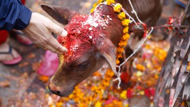 Photo of गाय को राष्ट्रमाता घोषित करने के लिए उत्तराखंड विधानसभा में लिया गया संकल्प