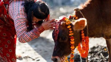 Photo of गाय को देश की माँ का दर्जा दिलाने के लिए प्रस्ताव लाएगी उत्तराखंड सरकार