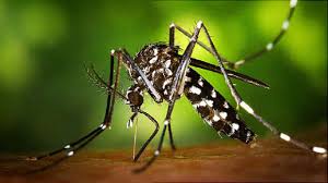 Photo of  डेंगू-मलेरिया के मच्छरों से बचने के लिए लगाये ये 5 पौधे, खुशबू से महकेगा पूरा घर   