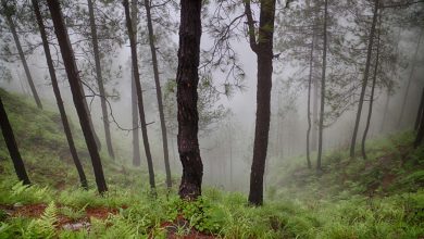 Photo of FRI : चीड़ के जंगल बन रहे हैं उत्तराखंड में पर्यावरण संरक्षण पर बड़ी मुसीबत