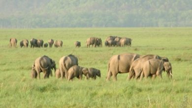 Photo of यूपी : फसलों को नष्ट कर रहा हाथी, उपज बचाने के लिए जान जोखिम में डाल रहे किसान