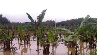 Photo of keralafloods : बाढ़ प्रभावित किसानों को मुफ्त बीज देगी केरल सरकार
