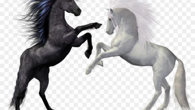 Photo of OMG : देखते-देखते काले से सफेद रंग का हो गया घोड़ा, चले गए 17 लाख और फिर जो हुआ…