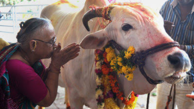 Photo of दिवाली का रहस्य! ठीक 2 दिन पहले गाय को खिलाएं यह चीज, हो जाएगी मनोकामना पूरी