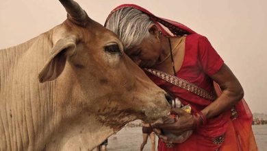 Photo of क्या वाकई .. भारत में पूजी जाने वाली गाय बन सकती है धरती के लिए बड़ा खतरा ?