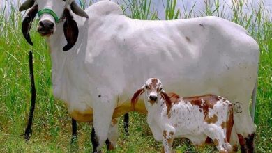 Photo of किस वजह से हिंदुओं में गाय को मिलता है मां का दर्जा, जानिए पूरा सच
