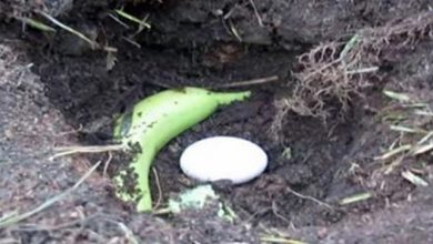 Photo of केले और अंडे को एक साथ जमीन में दफनाने के बाद क्या होता है, जानकर हैरान रह जाएंगे