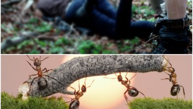 Photo of चींटियों ने बचाई नाबालिग लड़की की लुटती हुई इज्ज़त, दी खौफनाक सजा
