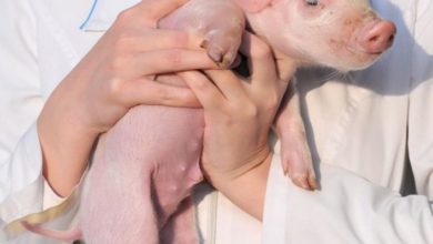 Photo of हो गई सबसे बड़ी खोज – अब इंसान के शरीर में धड़केगा सूअर का दिल !