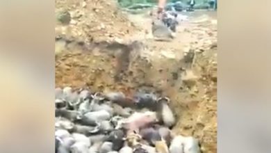 Photo of हैवानियत का VIDEO : 251 भैंसों को ज़िंदा ज़मीन में दबा दिया, देखें दर्दनाक वीडियो