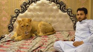 Photo of 3 लाख में ख़रीदा शेर, हर महीने खर्च करता है 2.12 लाख रु, साथ सोए बिना नहीं आती नींद