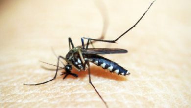 Photo of VIDEO : एक मच्छर ने रुकवा दी 40 लोगों की मौत की जांच