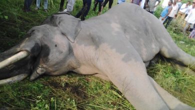 Photo of करंट लगने से कोटद्वार रेंज के जंगल में एक नर हाथी की मौत