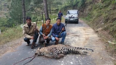 Photo of VIDEO : उत्तराखंड वन विभाग की टीम ने श्रीनगर के जंगलों में एक गुलदार को मार गिराया