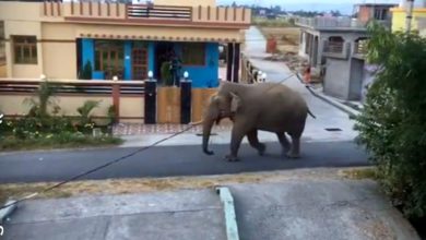 Photo of VIDEO : भानियावाला में घुस गया हाथी, लोगों में दहशत का माहौल