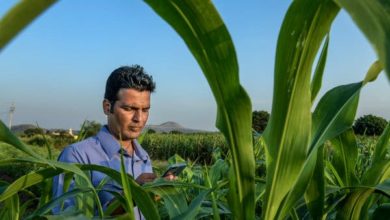Photo of किसानों को मिलेंगे फसल से सम्बंधित सभी सुझाव, मौसम विभाग ने वॉट्सऐप पर शुरू की ये सेवा