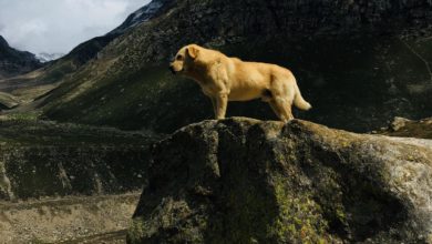 Photo of VIDEO : बाघ-तेंदुओं से अकेले लड़ जाता है पहाड़ का भोटिया कुत्ता
