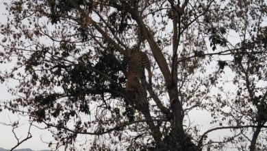 Photo of पेड़ पर लटका हुआ मिला गुलदार का शव, आखिर कब खत्म होगी वनजीवों पर हिंसा