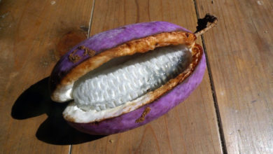 Photo of AKEBI : जानिए दुनिया के सबसे अजीबोगरीब बैंगनी फल के बारे में
