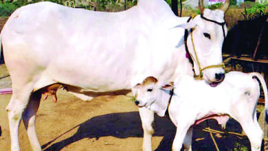 Photo of जानिए कोरोना को कैसे चुनौती दे रही है भारतीय गाय