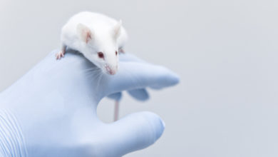 Photo of कोरोना वायरस का अंत : चूहों पर वैक्सीन सफल, अब इंसानों पर ट्रायल होगा शुरू