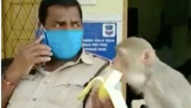 Photo of वायरल : बिना हाथों वाले बन्दर को पुलिसकर्मी ने खिलाया केला, देखें VIDEO