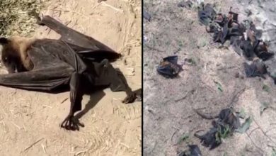 Photo of कोरोना से नहीं बल्कि इस बड़ी वजह से हुई थी पूर्वी उत्तर प्रदेश में चमगादड़ों की मौत