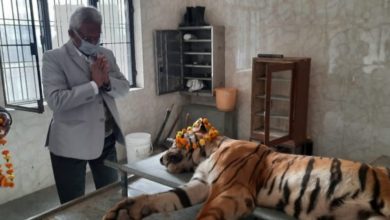 Photo of लखनऊ चिड़ियाघर की सबसे वृद्ध बाघिन इप्शिता की लंबी बीमारी के बाद मौत