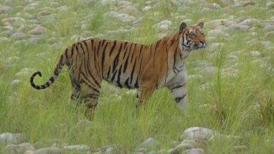 Photo of राजाजी टाइगर रिजर्व की मोतीचूर रेंज से बाघ गायब