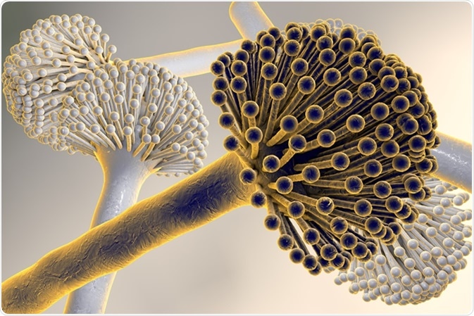 ASPERGILLUS FUNGUS